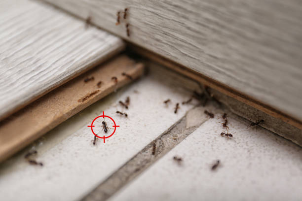 Best Bed Bug Extermination  in San Pablo, NM